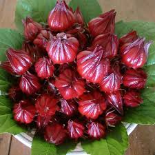 hoa_atiso_anh_3 hoa_atiso_anh_3