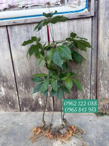 Phân biệt sâm Ngọc Linh với Tam thất hoang như thế nào?