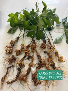 Hướng dẫn cách sử dụng Sâm Ngọc Linh hiệu quả